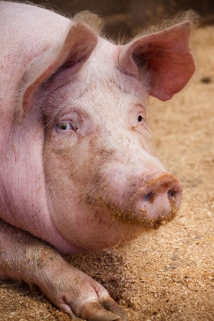 agriculture, animal, domestic-84698.jpg