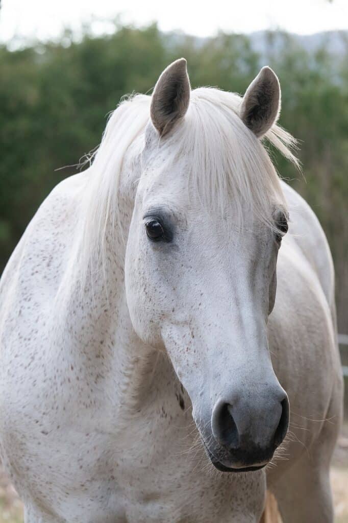 australian pony, horse, animal-5835125.jpg
