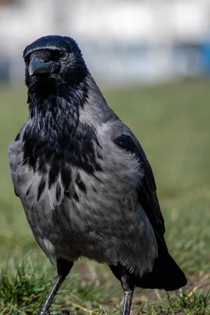 bird, beak, crow-4075737.jpg